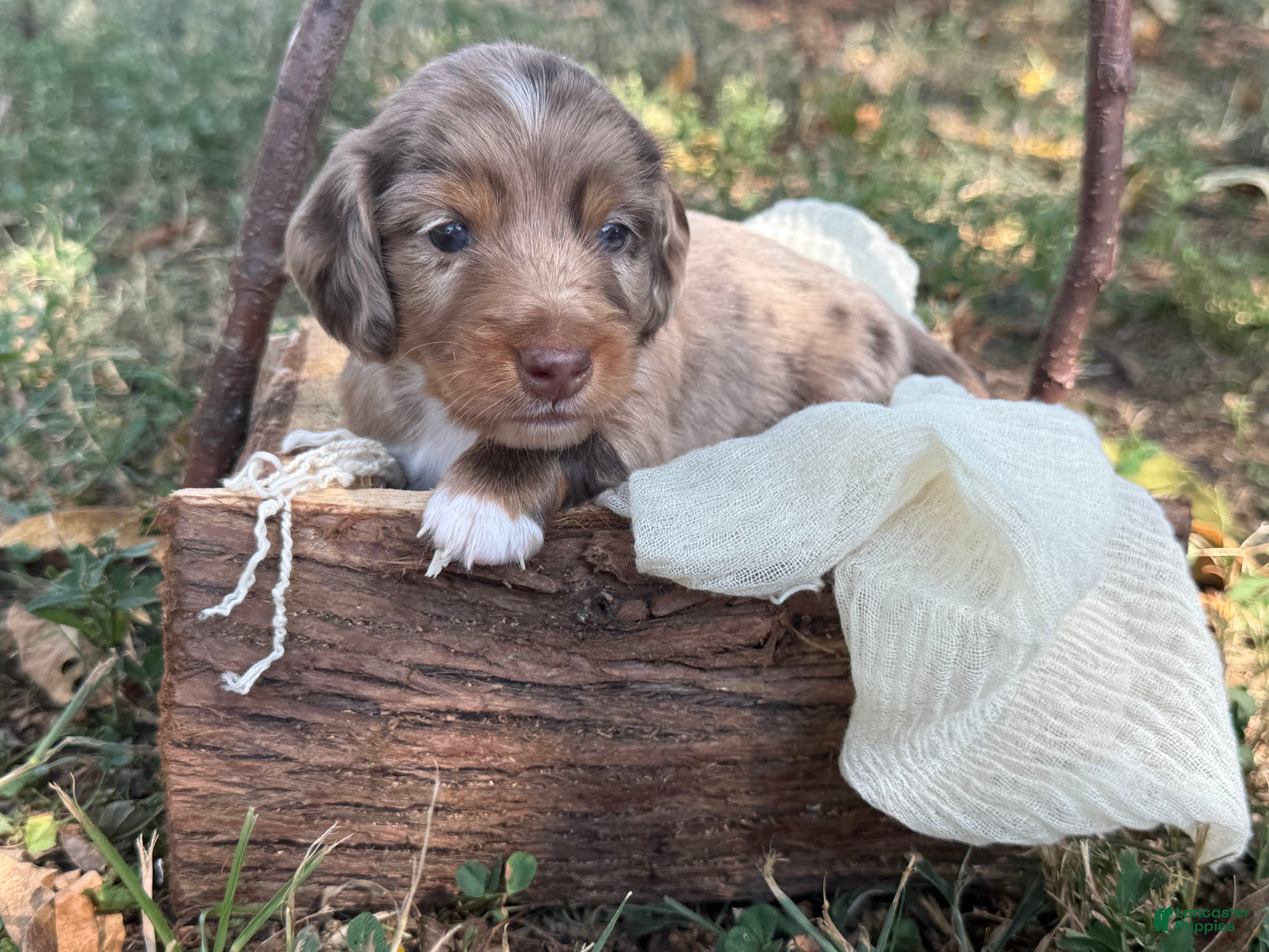Miniature Dachshund dogs Dapple Boy - Ad 7