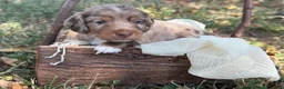 Miniature Dachshund dogs for sale: Dapple Boy - Ad 1