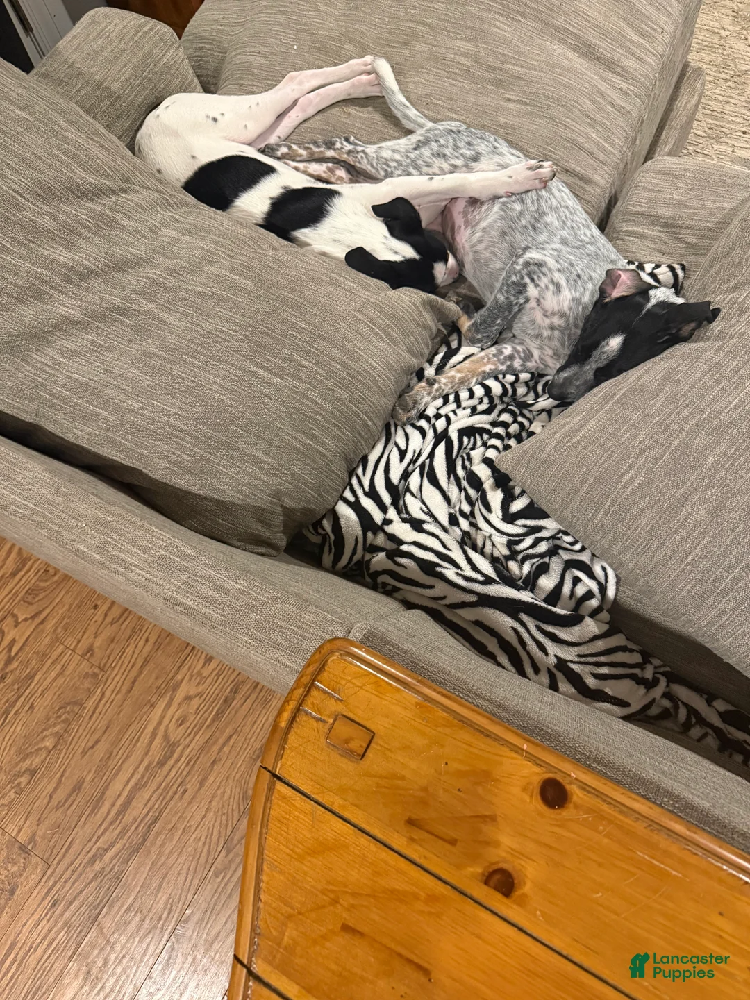 Australian Cattle Dog dogs for sale: Jasper - Ad 2