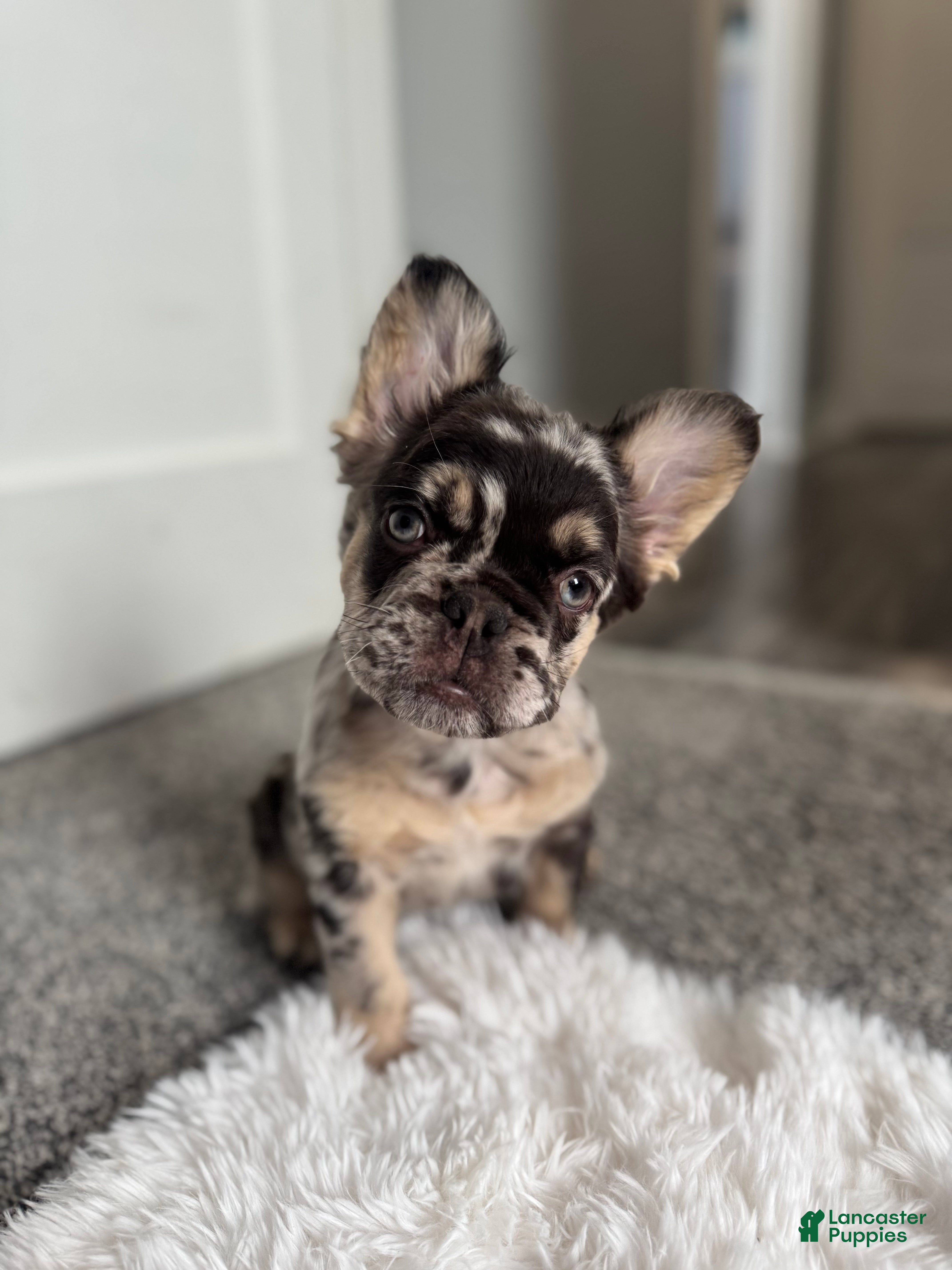 French Bulldog dogs Fluffy Louie - Ad 28