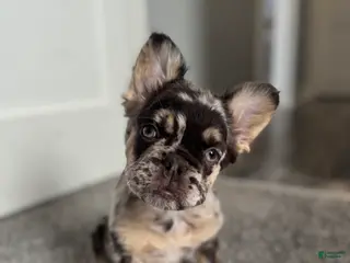 French Bulldog dogs Fluffy Louie - Ad 28