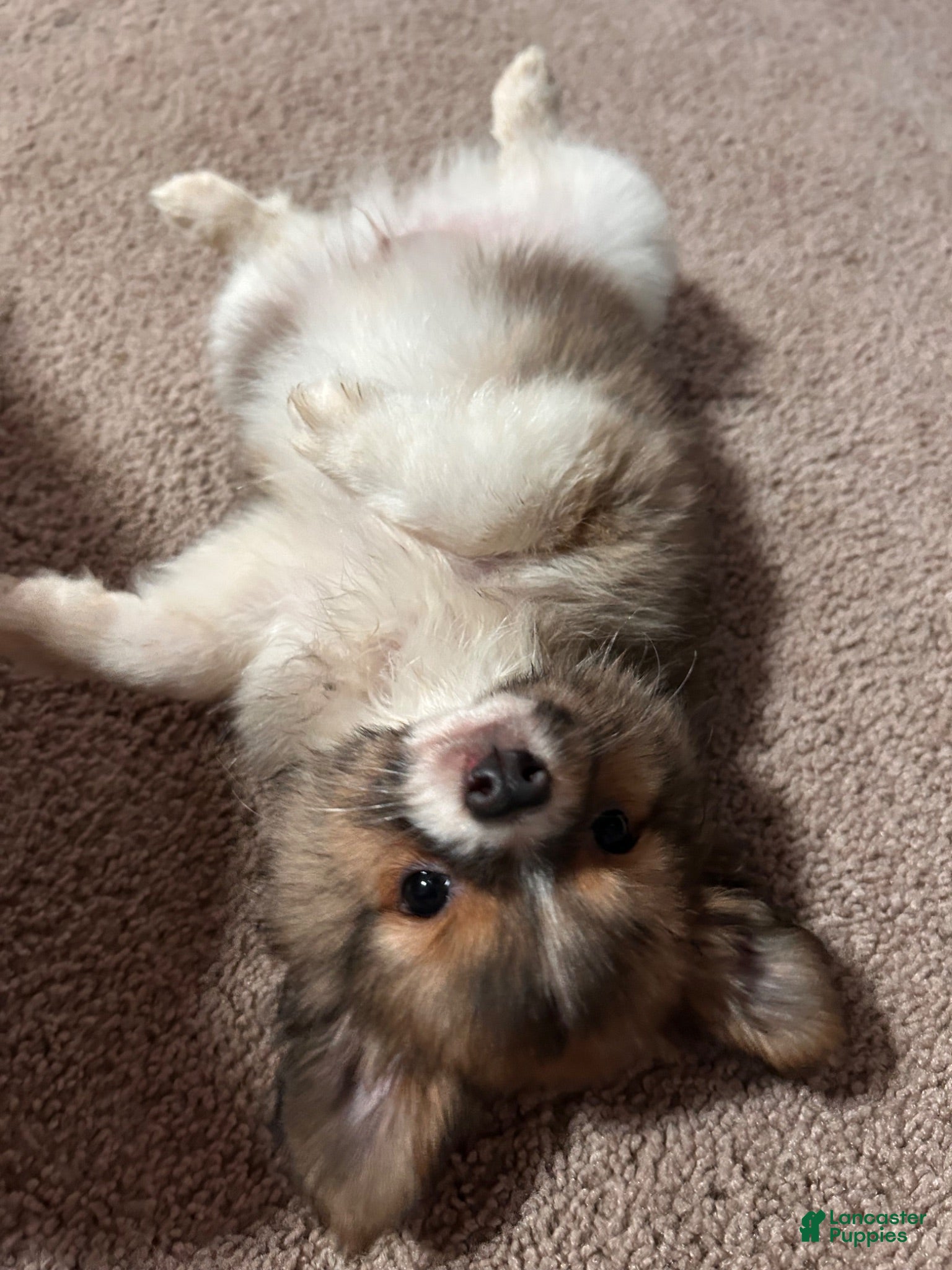 Mixed Breed dogs Sebastian  - Ad 6