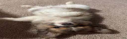 Mixed Breed dogs for sale: Sebastian  - Ad 1