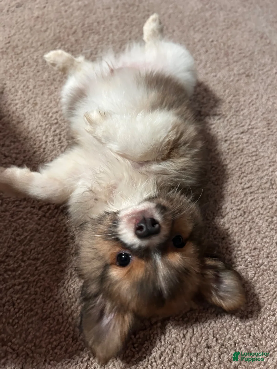Mixed Breed dogs for sale: Sebastian  - Ad 1
