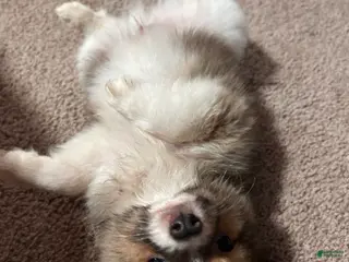 Mixed Breed dogs Sebastian - Ad 6