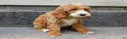 Mini Goldendoodle dogs for sale: Charlie - Ad 4