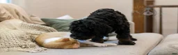 Bernedoodle dogs for sale: Acadia - Ad 8