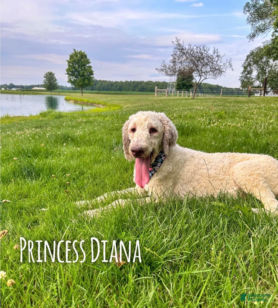 Mixed Breed dogs Peyton - Ad 2
