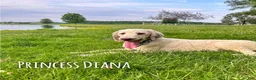 Mixed Breed dogs for sale: Peyton - Ad 2