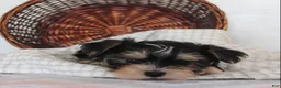 Morkie dogs for sale: Milo - Ad 6