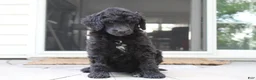 Standard Poodle dogs for sale: Millie AKC  - Ad 3