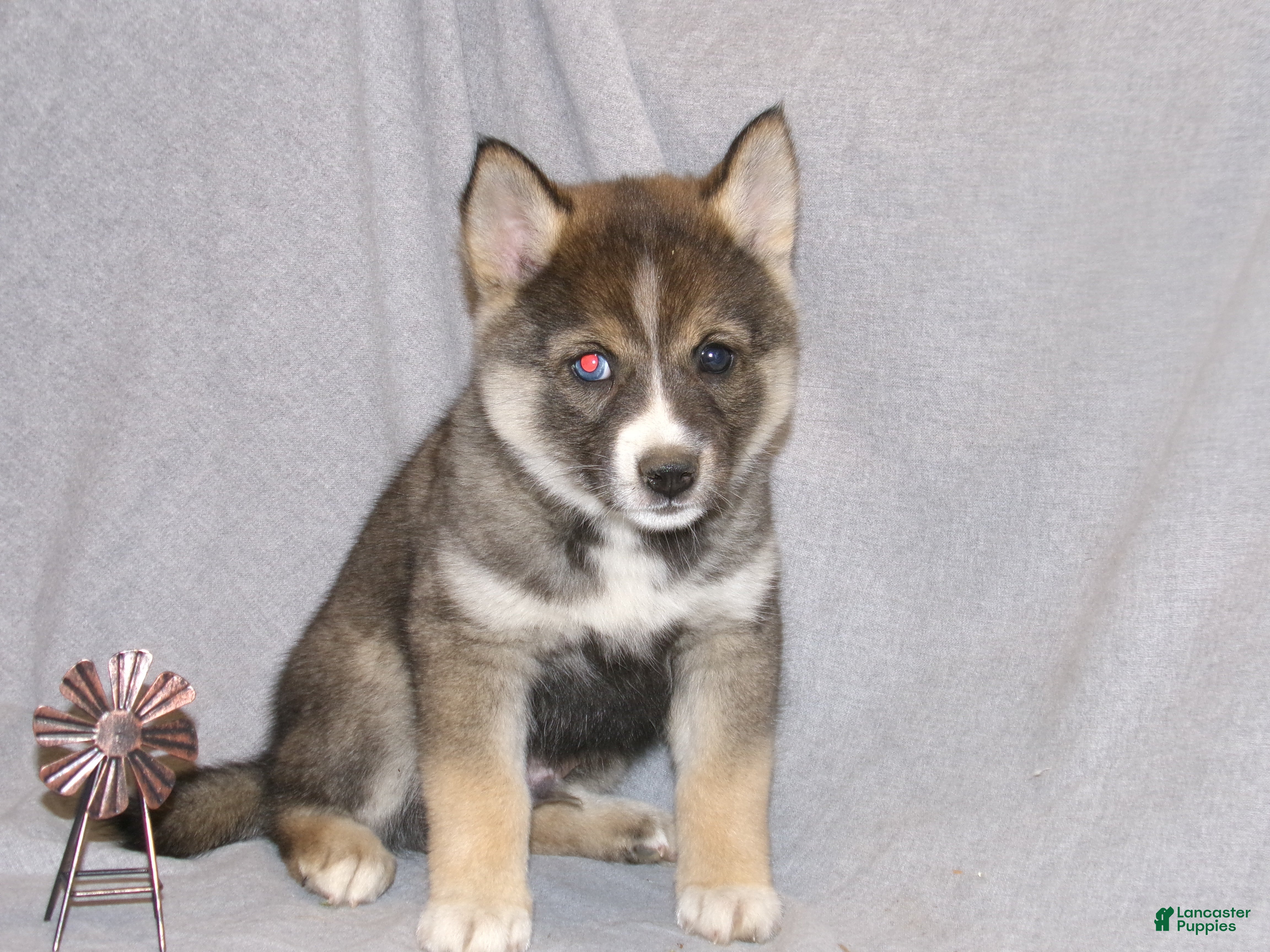 Pomsky dogs Jaxson - Ad 1