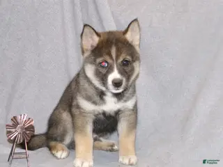 Pomsky dogs for sale: Jaxson - Ad 2