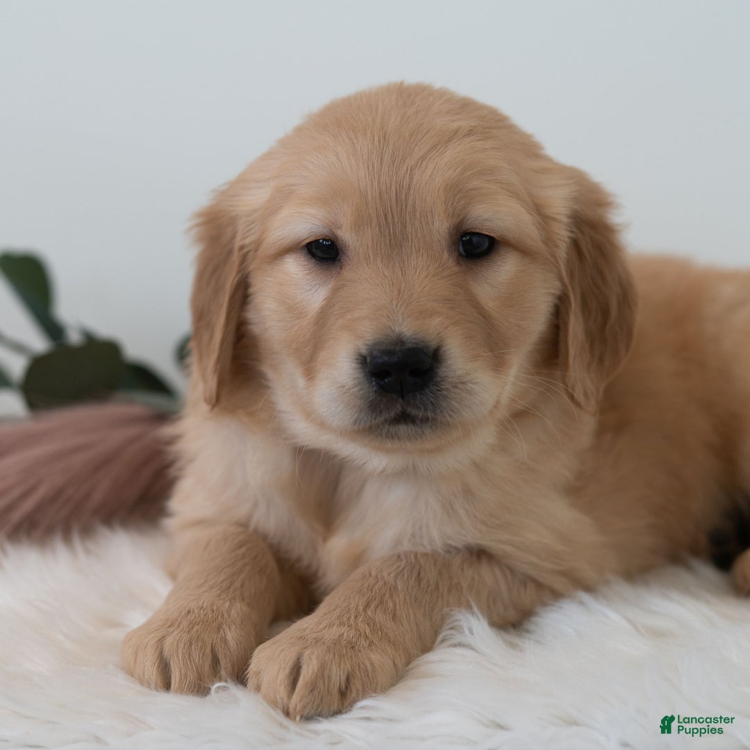 Golden Retriever dogs for sale: Shante  - Ad 4
