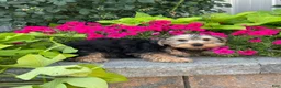 Yorkshire Terrier dogs for sale: York - Ad 4