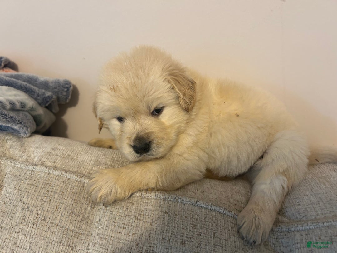 Golden Retriever dogs for sale: Jupiter  - Ad 3