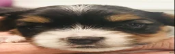 Mixed Breed dogs for sale: Boy 2 - Ad 2