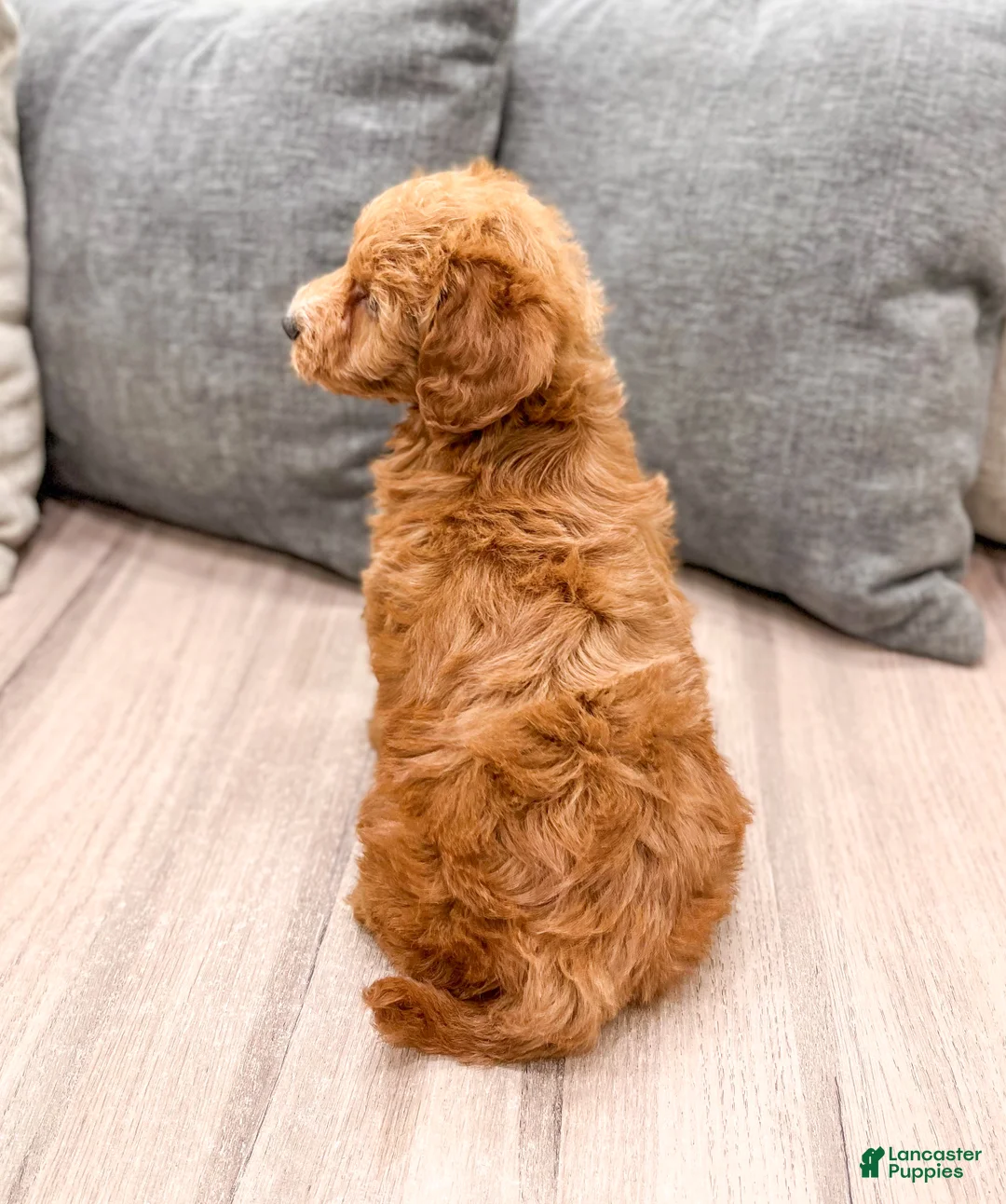 Labradoodle dogs for sale: Joker - Ad 5