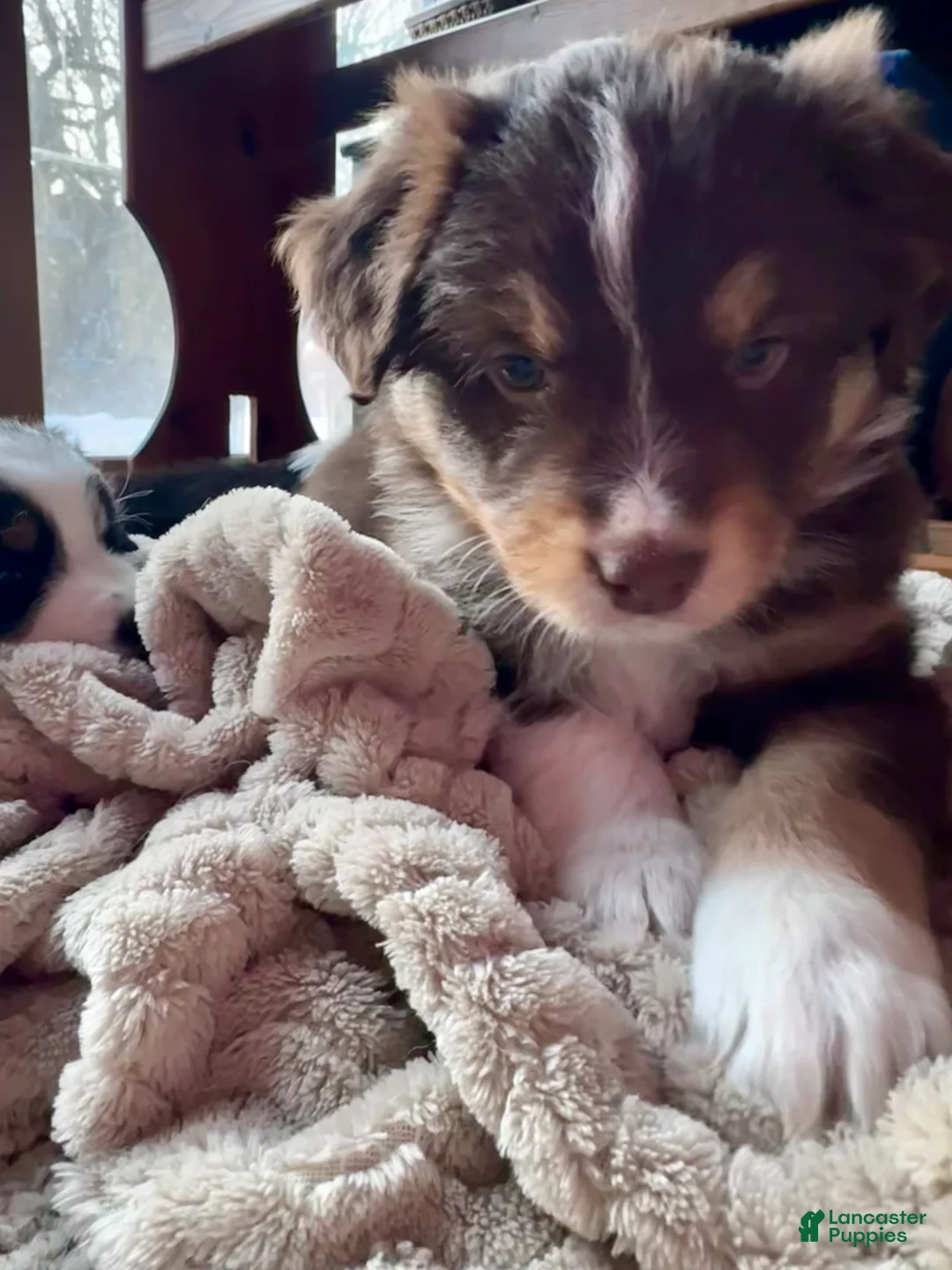 Australian Shepherd dogs for sale: Junior - Ad 2
