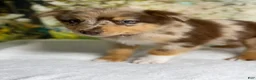 Australian Shepherd dogs for sale: Australian Shepherd lynxley - Ad 11
