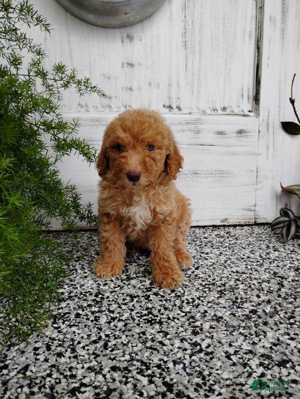 Mini Goldendoodle dogs Mini Goldendoodle 4 Mika - Ad 40