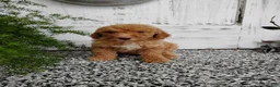 Mini Goldendoodle dogs for sale: Mini Goldendoodle 4 Mika - Ad 1