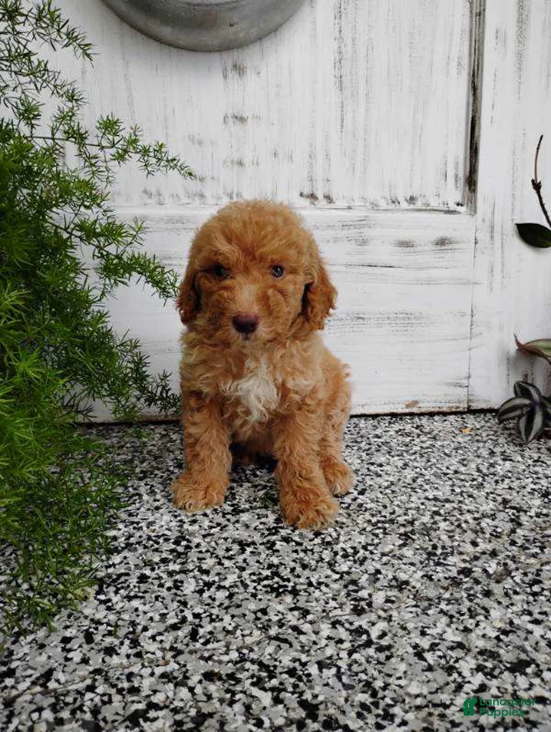 Mini Goldendoodle dogs for sale: Mini Goldendoodle 4 Mika - Ad 1