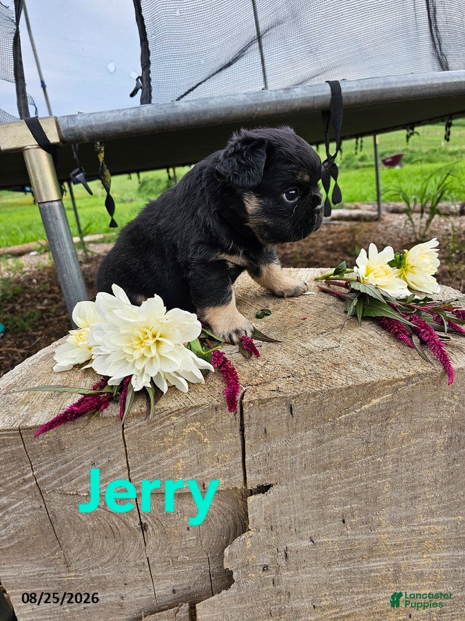 French Bulldog dogs Jerry - Ad 2
