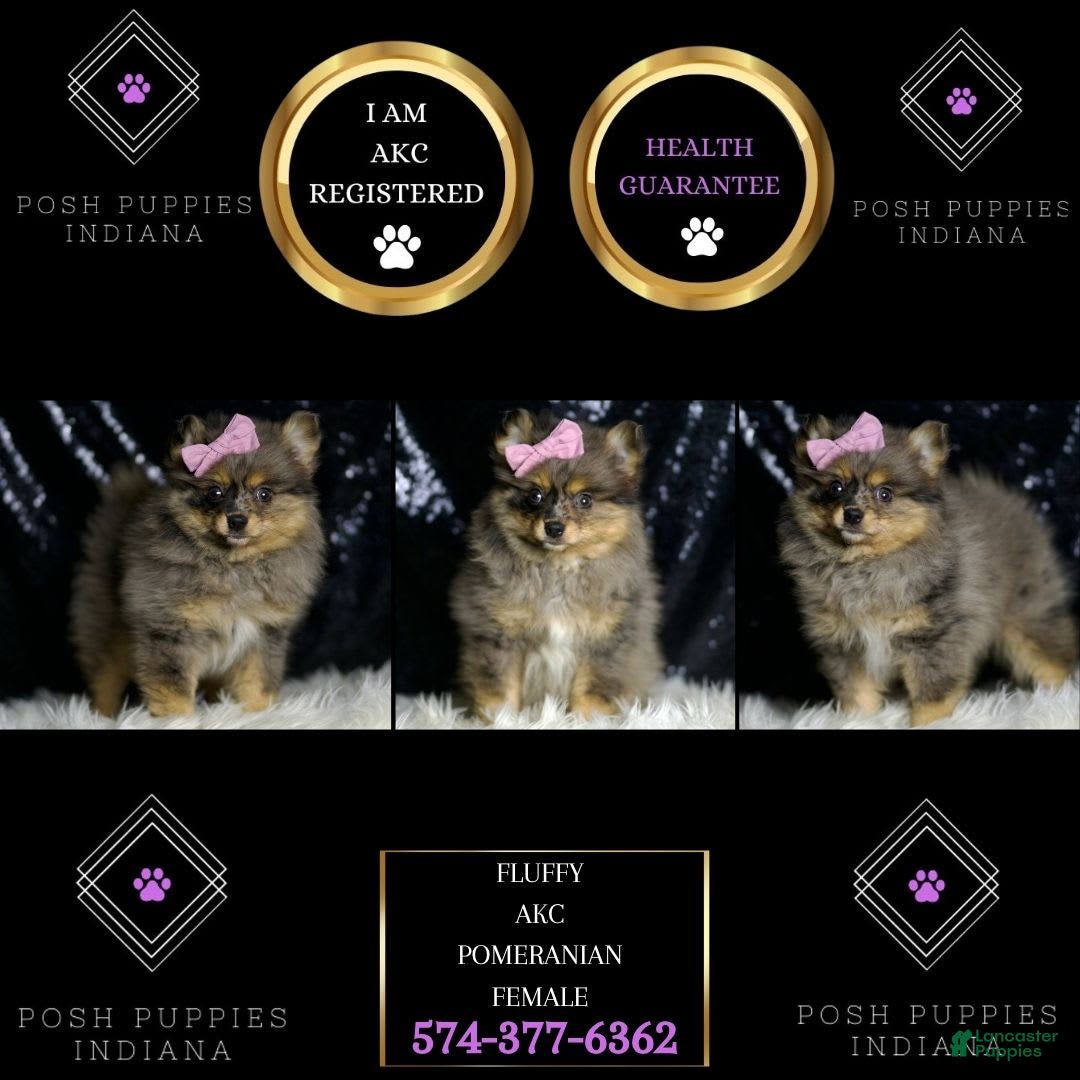 Pomeranian dogs for sale: Fluffy - Ad 6