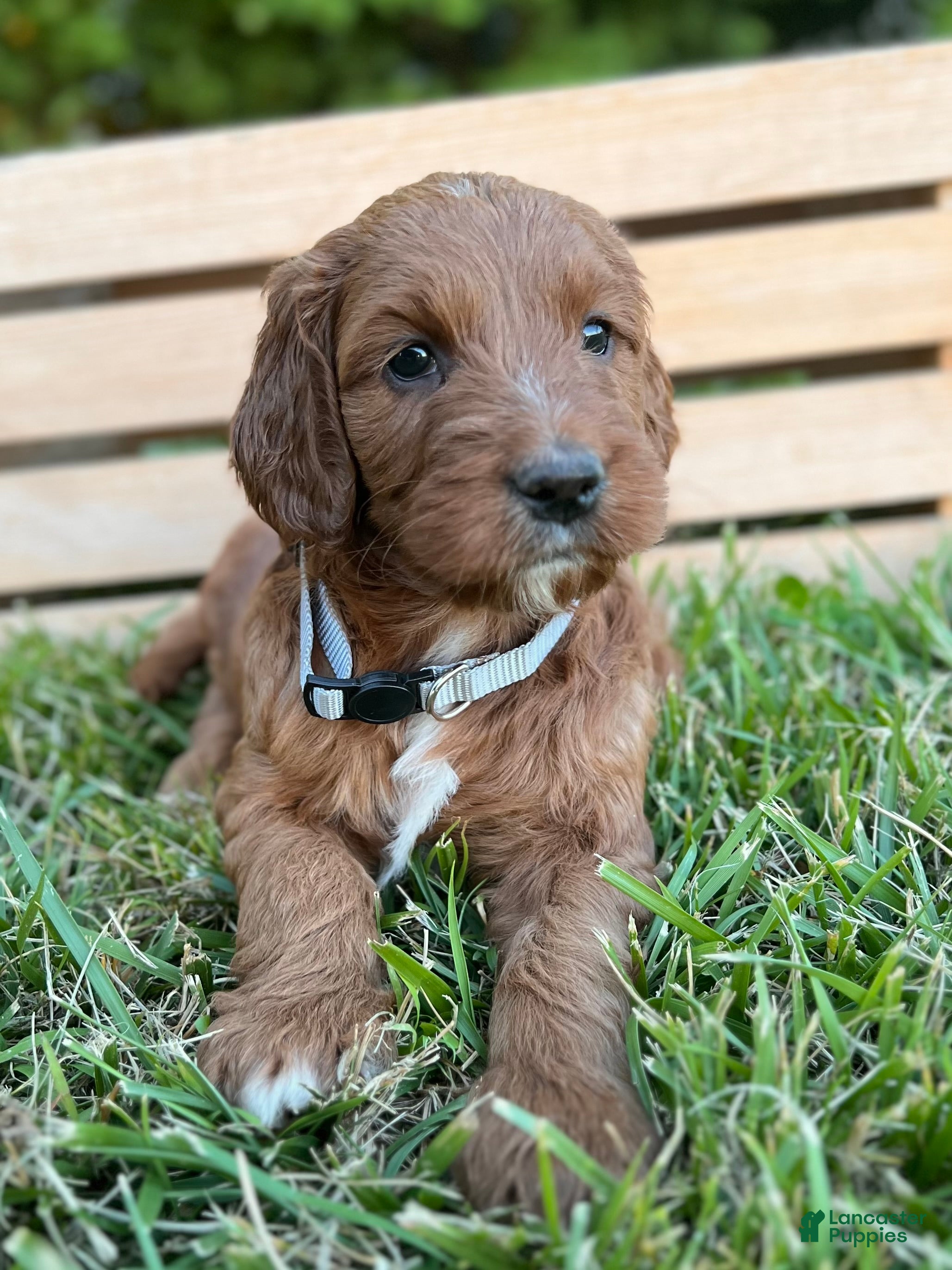 Irish Doodle dogs Willow - Ad 1