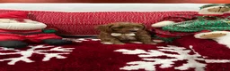 Mini Goldendoodle dogs for sale: Petite Mini Goldendoodle Cooper - Ad 6