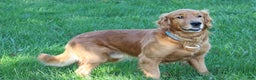 Golden Retriever dogs for sale: Golden Retriever Puppy Cameron - Ad 9