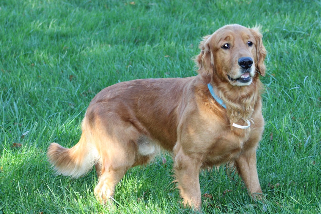 Golden Retriever dogs for sale: Golden Retriever Puppy Cameron - Ad 9