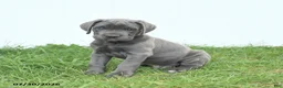 Cane Corso dogs for sale: Rodeo - Ad 13
