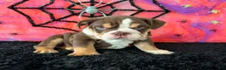 English Bulldog dogs for sale: Apolo - Ad 5