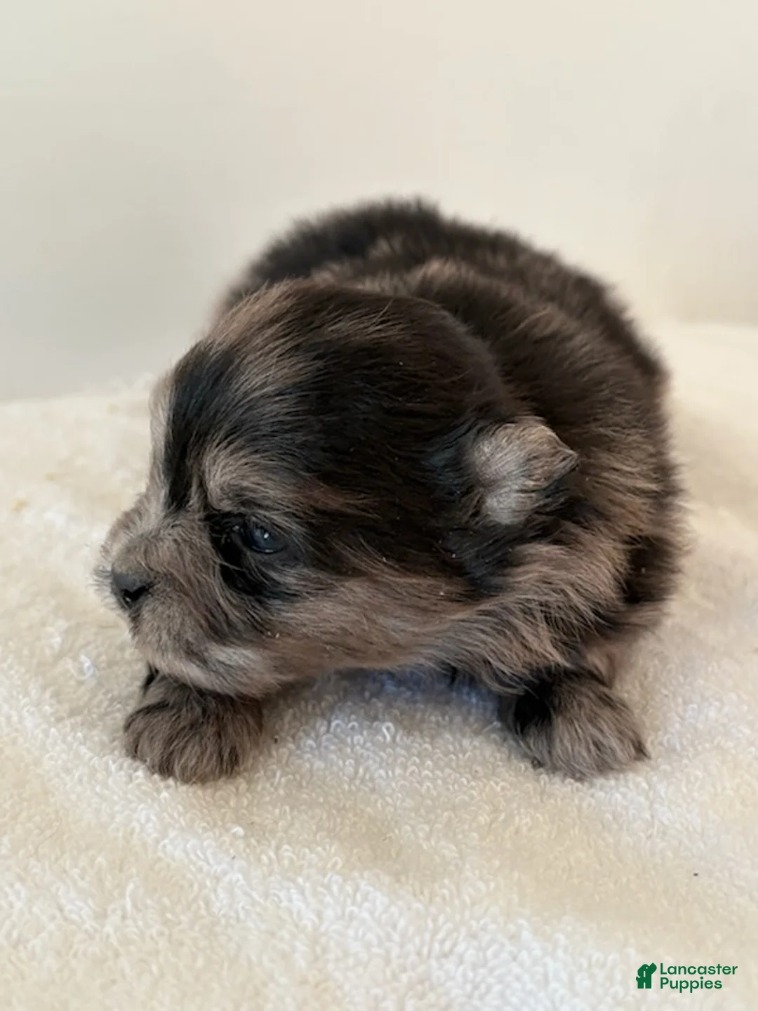 Pomeranian dogs for sale: ARLO - Ad 3