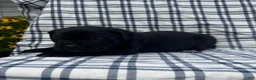 Cane Corso dogs for sale: Cane Corso Yellow Collar - Ad 1