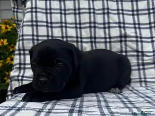 Cane Corso dogs Cane Corso Yellow Collar - Ad 32