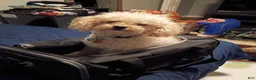 Bichpoo dogs for sale: Baylor - Ad 2