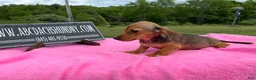 Miniature Dachshund dogs for sale: Miniature Dachshund Puppy 3 - Ad 6