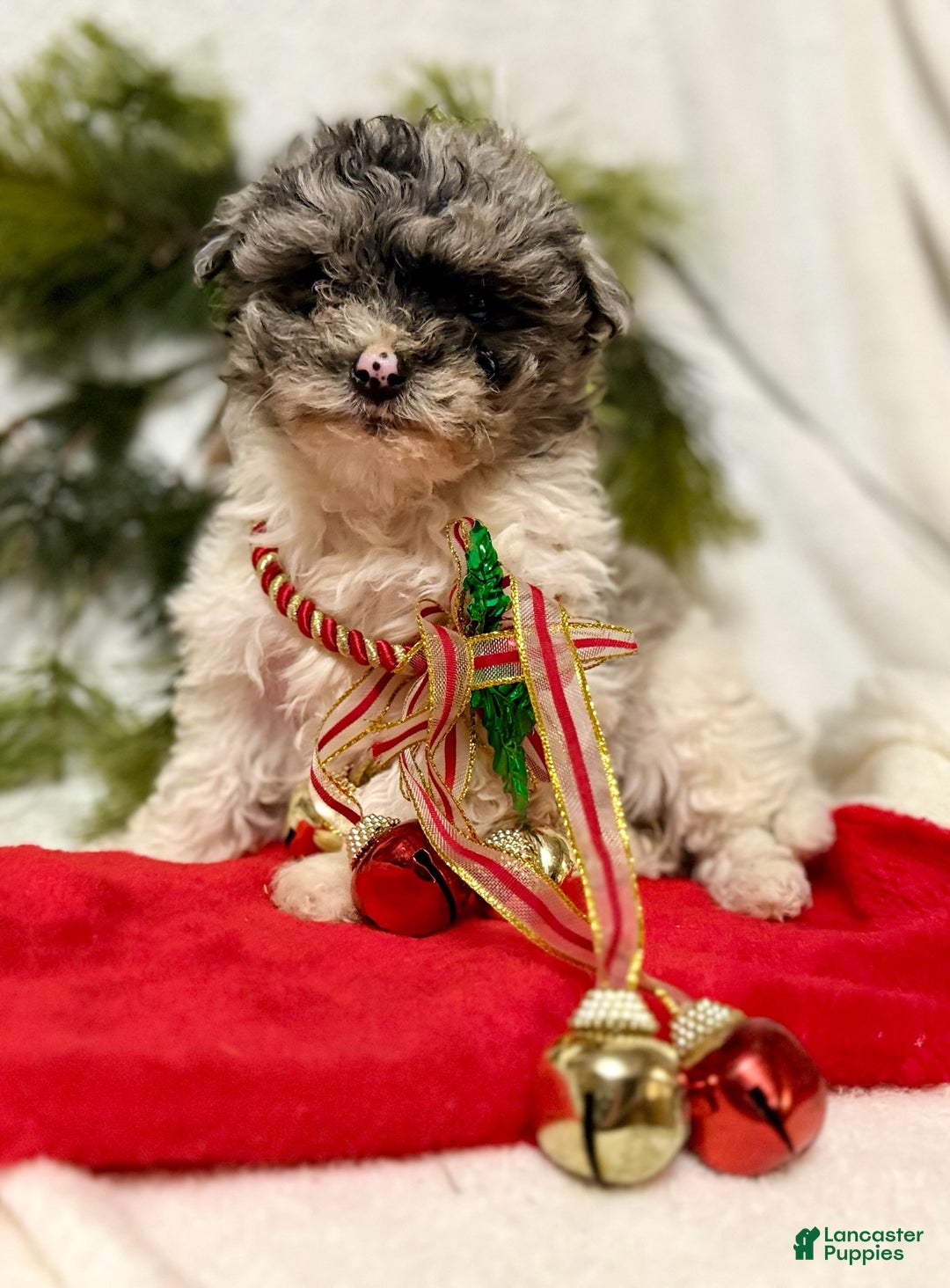 Mini Aussiedoodle dogs for sale: Baby  - Ad 2