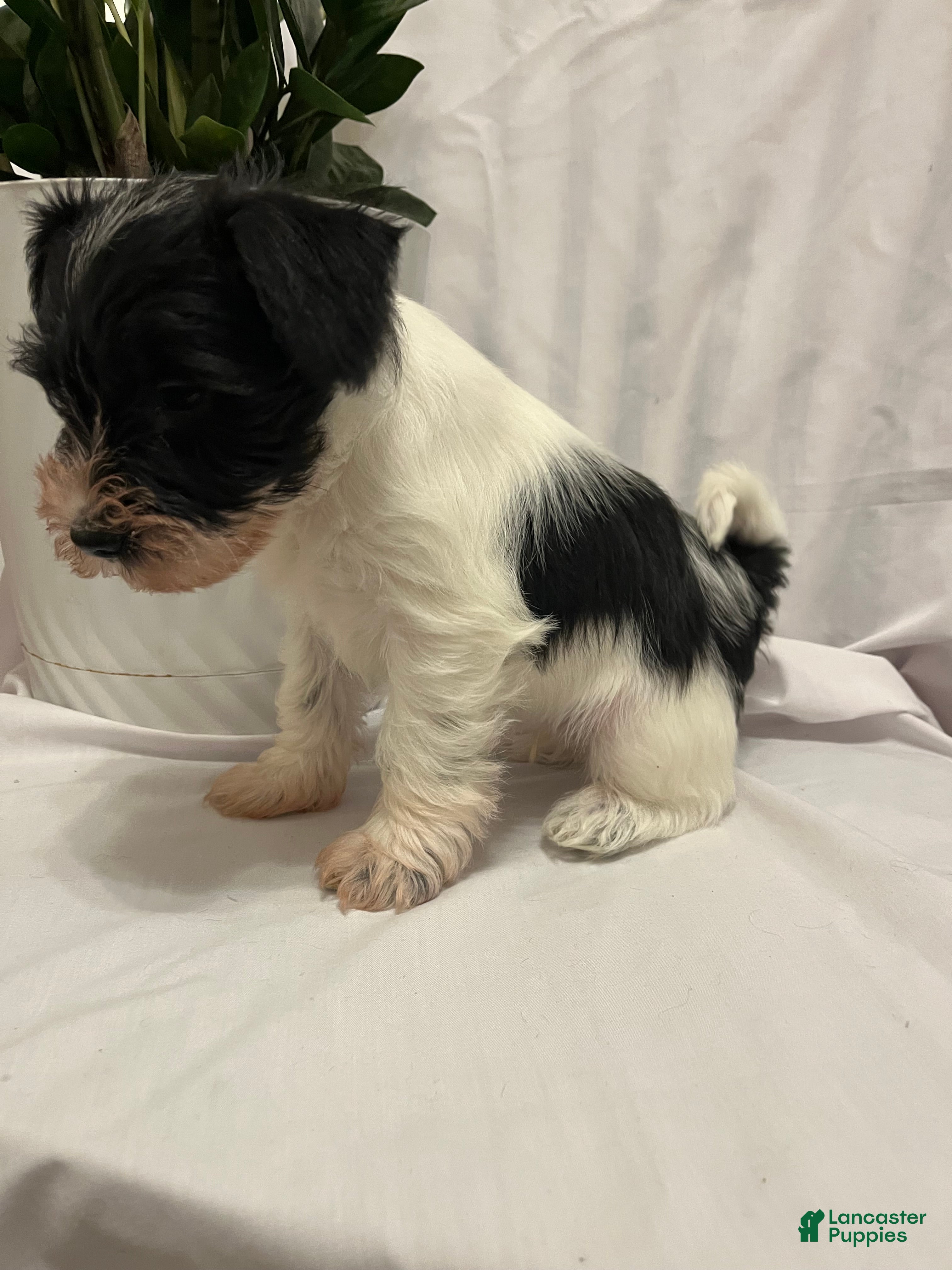 Miniature Schnauzer dogs Miniature Schnauzer Puppy 2 - Ad 42