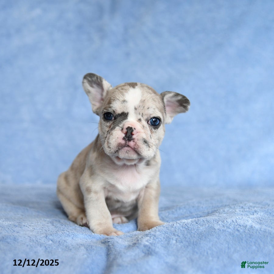 French Bulldog dogs Yolan - Ad 17