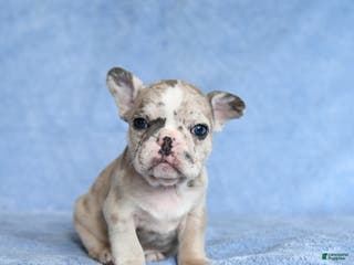 French Bulldog dogs Yolan - Ad 35