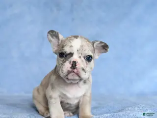 French Bulldog dogs Yolan - Ad 21