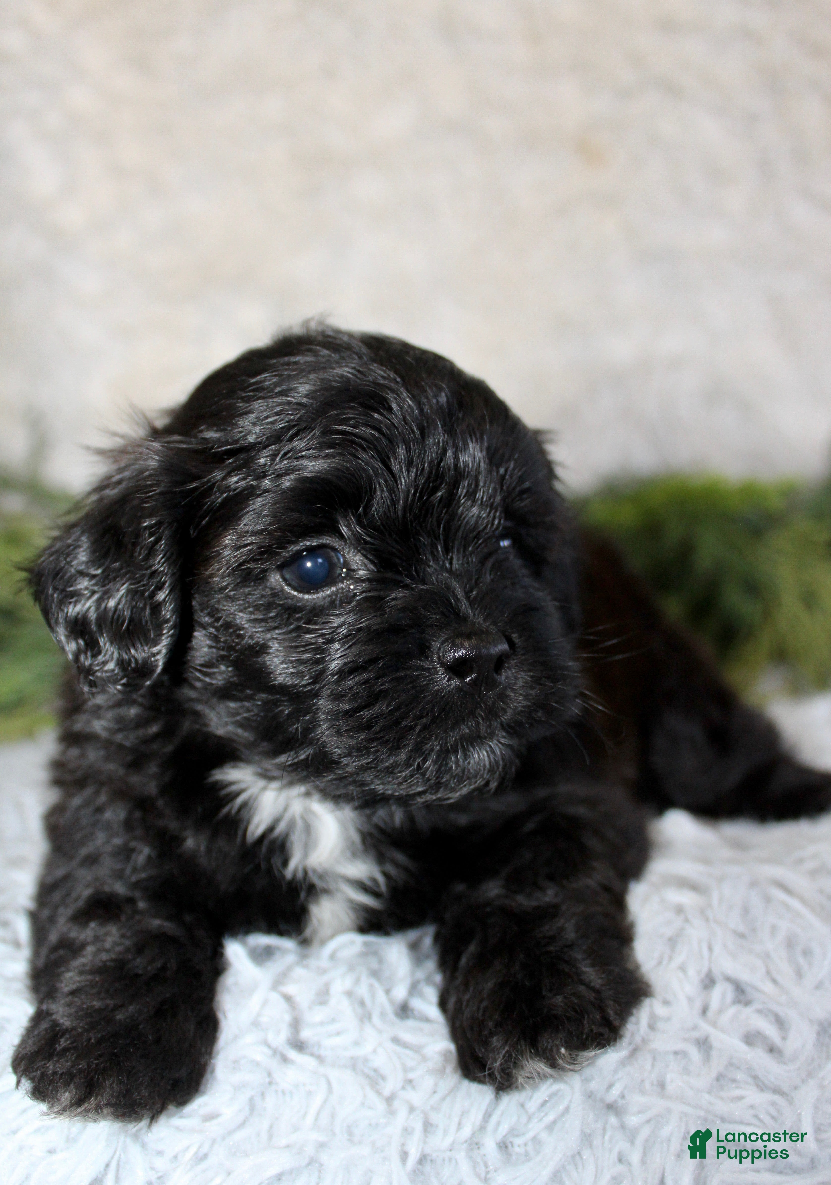 Shihpoo dogs Shihpoo Boy 2 - Ad 13