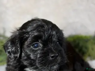 Shihpoo dogs Shihpoo Boy 2 - Ad 17
