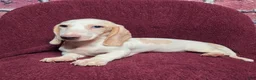 Miniature Dachshund dogs for sale: Mason - Ad 7