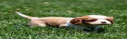 Cavalier King Charles Spaniel dogs for sale: Arlan Cavalier King Charles Spaniel Puppy  - Ad 14