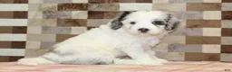 Mini Bernedoodle dogs for sale: Alvin - Ad 5